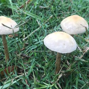 Broad-gilled Agaric