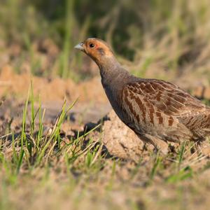 Grey Partridge