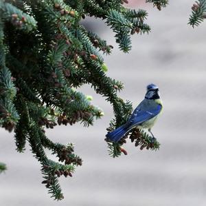 Blue Tit