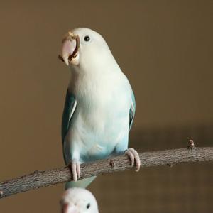 Lilian's Lovebird