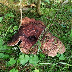 Shingled Hedgehog