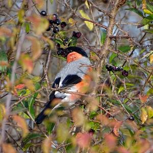 Eurasian Bullfinch