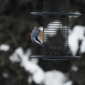 Red-breasted Nuthatch