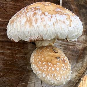 Destructive Pholiota