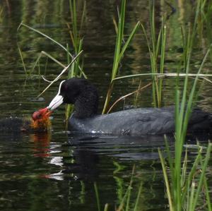 Common Coot