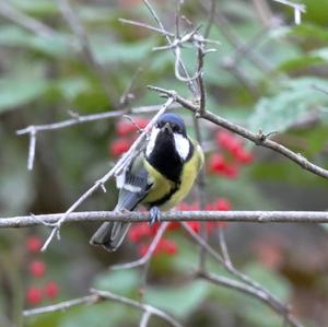 Great Tit