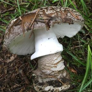 Stout-stalked Amanita