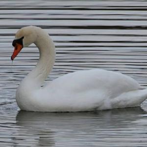 Mute Swan