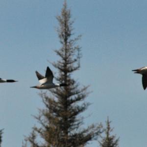 Common Merganser