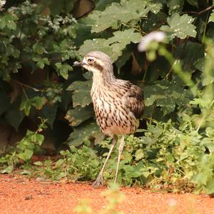 Bush Thick-knee