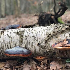 Red-belted Polypore