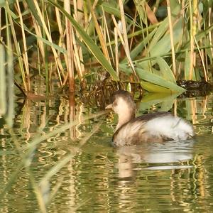 Little Grebe