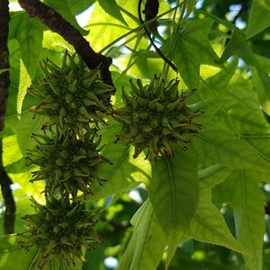 Sweetgum (American)