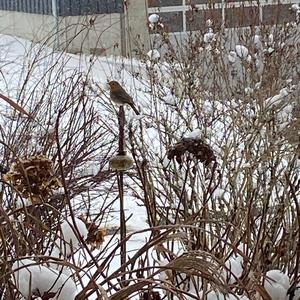 European Robin