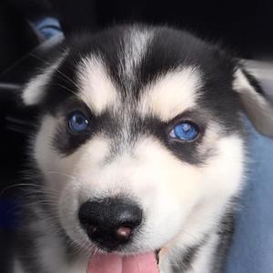 Siberian Husky