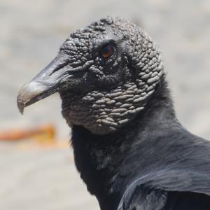 Black Vulture