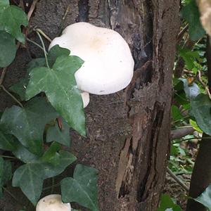 Porcelain Fungus