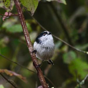 Long-tailed Tit