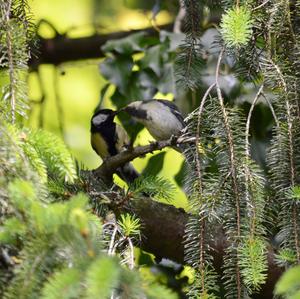 Great Tit