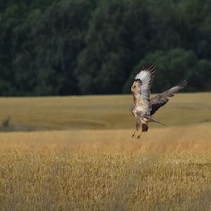 Mäusebussard