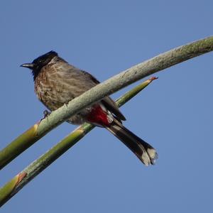 Red-vented Bulbul