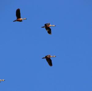 Wandering Whistling-duck