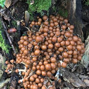 Clustered Psathyrella