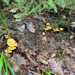 Chanterelle, Common