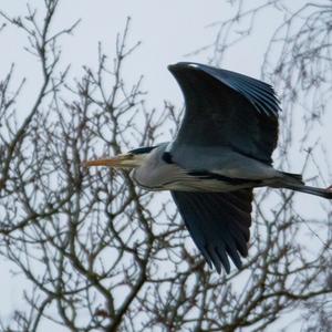 Grey Heron