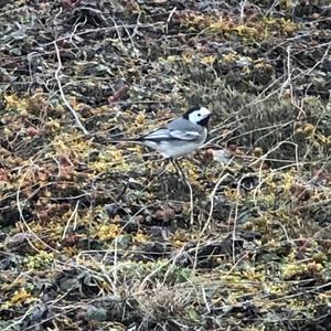 White Wagtail