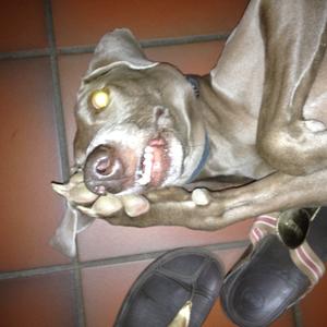 Weimaraner