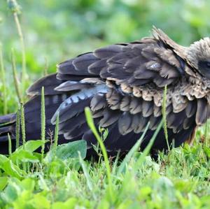 Black Kite