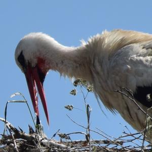 White Stork