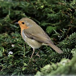 European Robin