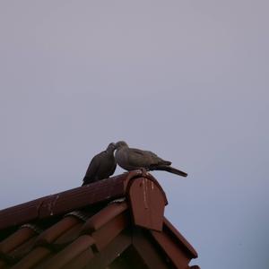 Eurasian Collared-dove