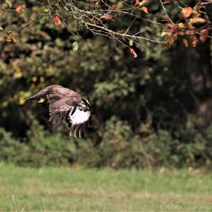 Common Buzzard