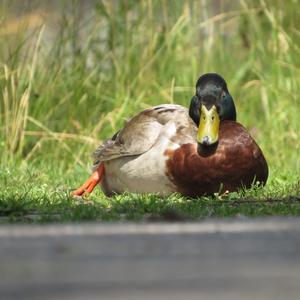 Mallard