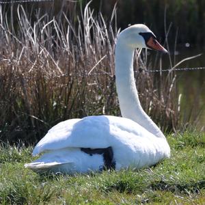 Mute Swan