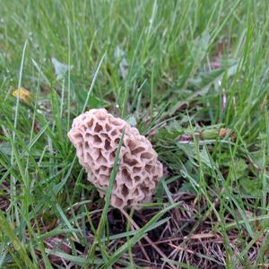 Yellow Morel