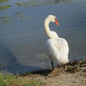 Höckerschwan