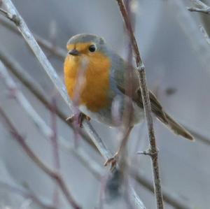 European Robin