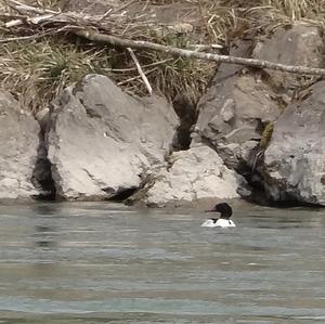 Common Merganser