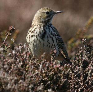 Wood Lark