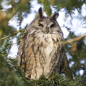 Long-eared Owl