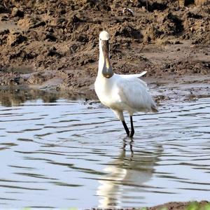 Eurasian Spoonbill