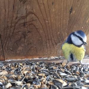 Blue Tit