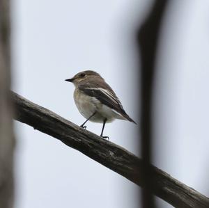 European Pied Flycatcher