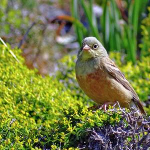 Ortolan Bunting