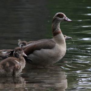 Egyptian Goose