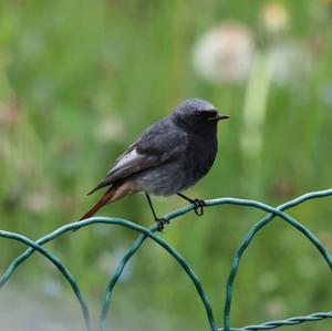 Black Redstart